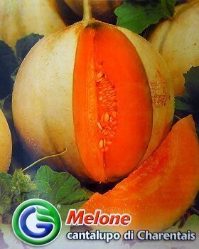 Melone Charentais 4 g Galassi Sementi   A.P.
